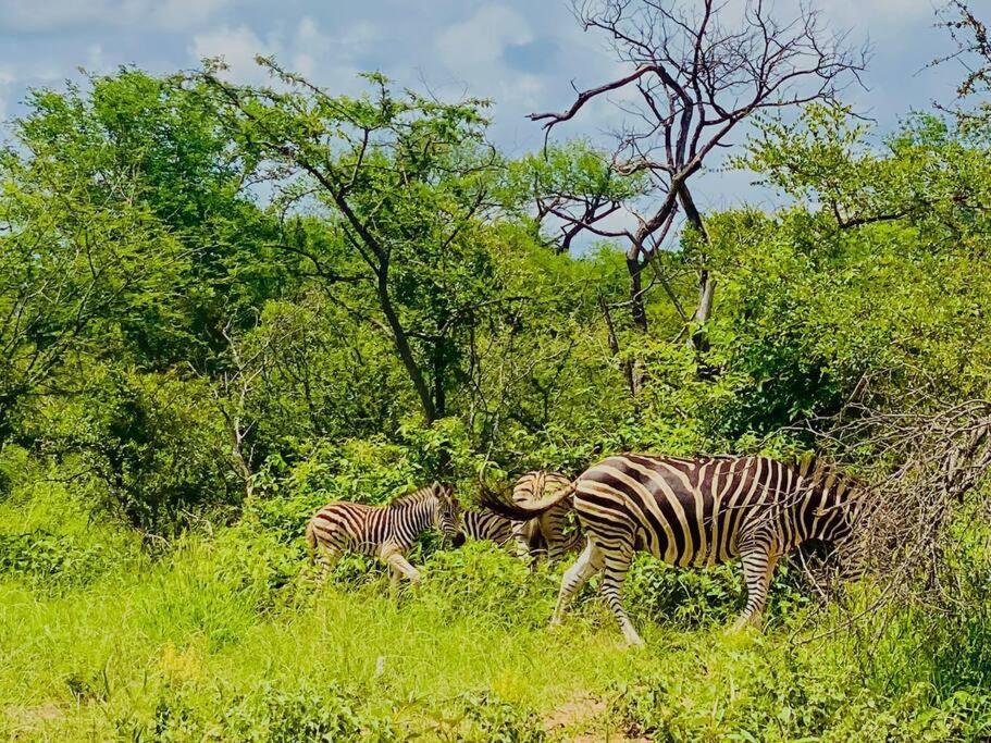 Wildheart Safari - Zesty Zebra Apartment Hoedspruit Exterior photo