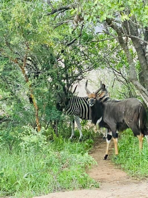 Wildheart Safari - Zesty Zebra Apartment Hoedspruit Exterior photo