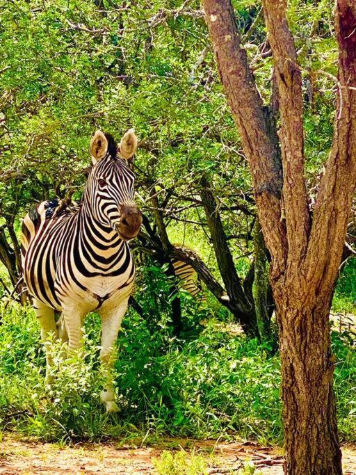 Wildheart Safari - Zesty Zebra Apartment Hoedspruit Exterior photo